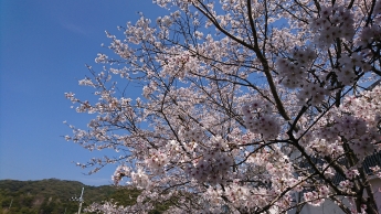 岡豊病院　面会時間　桜